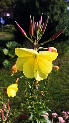 Brauchtum