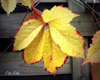 Herbst